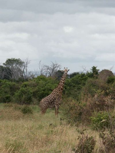 Giraffe in Amboseli