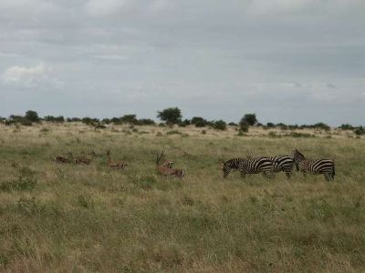 Impallas und Zebras